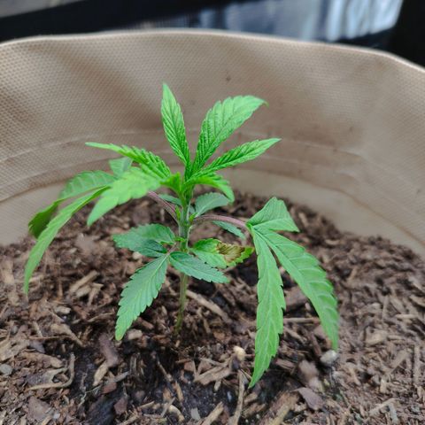 Radical Juice Buse growlog timeline photo
