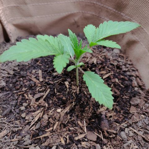 Radical Juice Cadis growlog timeline photo