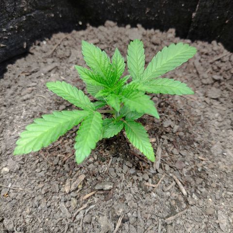 Radical Juice Adina growlog timeline photo