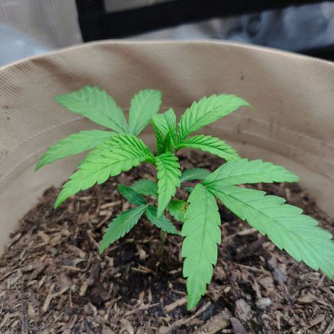 Radical Juice Buse growlog timeline photo