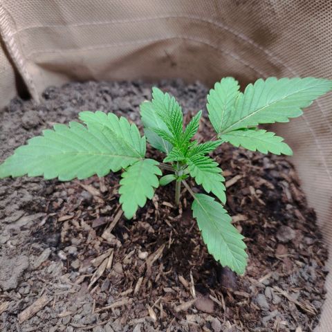 Radical Juice Cadis growlog timeline photo