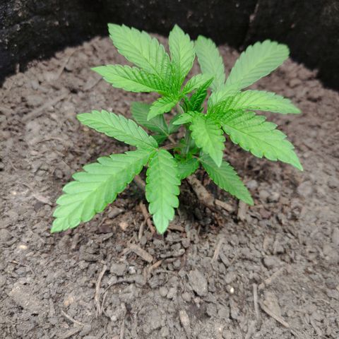 Radical Juice Adina growlog timeline photo