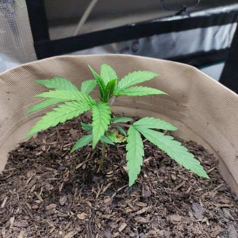 Radical Juice Buse growlog timeline photo