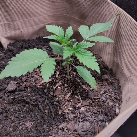 Radical Juice Cadis growlog timeline photo