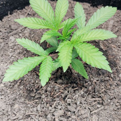 Radical Juice Adina growlog timeline photo