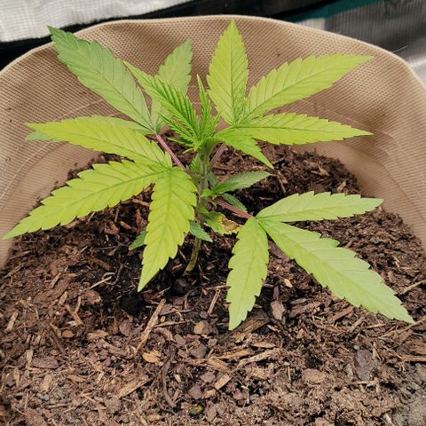 Radical Juice Buse growlog timeline photo