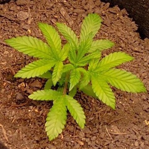 Radical Juice Adina growlog timeline photo