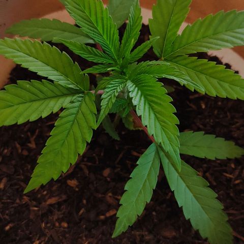 Radical Juice Buse growlog timeline photo
