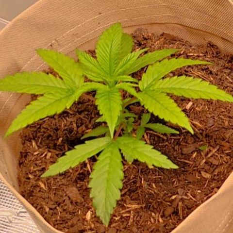 Radical Juice Buse growlog timeline photo
