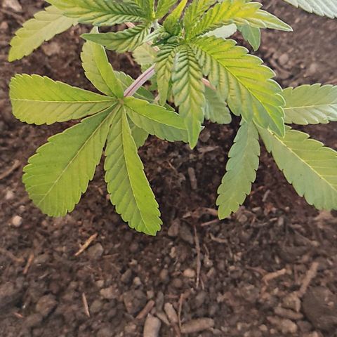 Radical Juice Adina growlog timeline photo