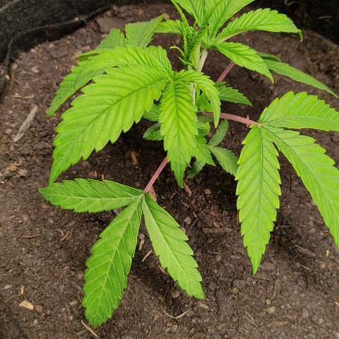 Radical Juice Buse growlog timeline photo