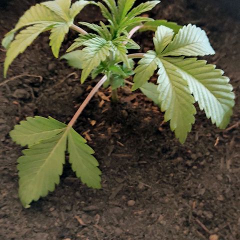 Radical Juice Cadis growlog timeline photo
