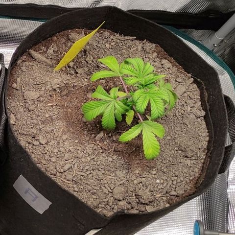Radical Juice Adina growlog timeline photo