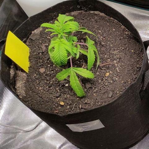 Radical Juice Buse growlog timeline photo
