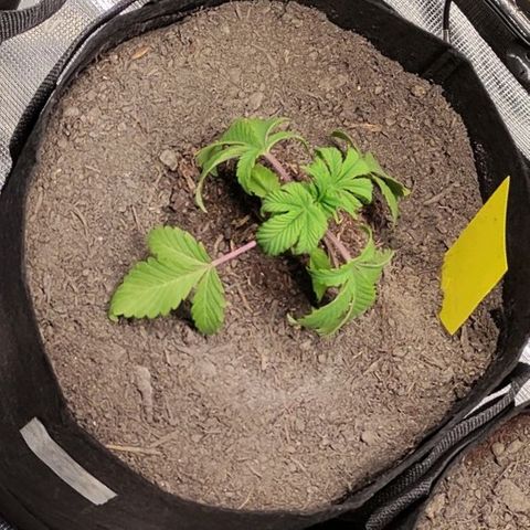 Radical Juice Cadis growlog timeline photo