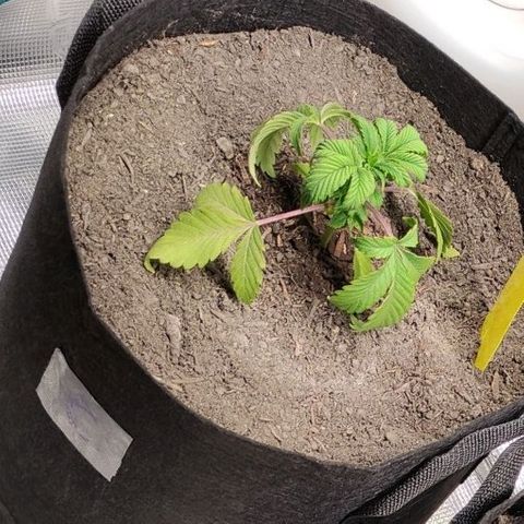 Radical Juice Cadis growlog timeline photo