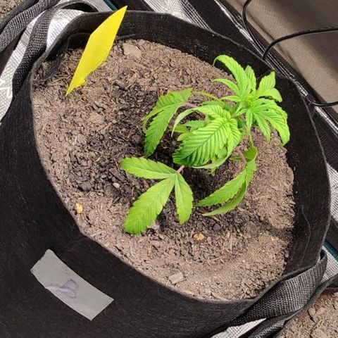 Radical Juice Buse growlog timeline photo