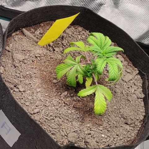 Radical Juice Adina growlog timeline photo