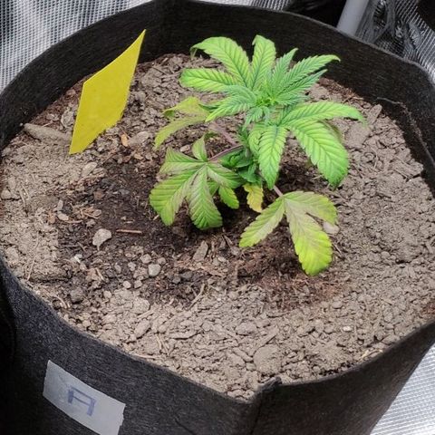 Radical Juice Adina growlog timeline photo