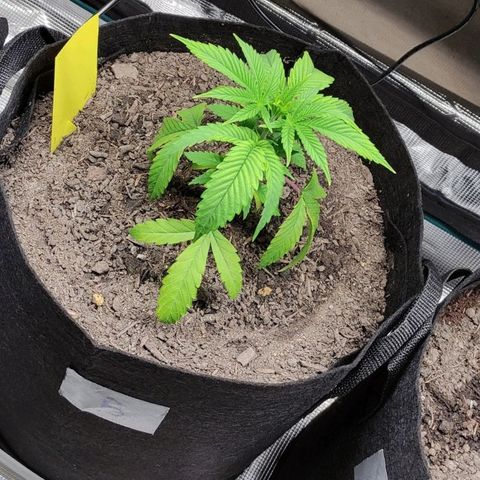 Radical Juice Buse growlog timeline photo