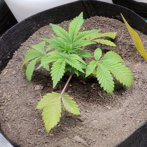 Radical Juice Cadis growlog timeline photo