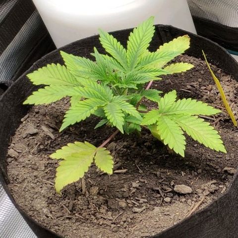 Radical Juice Cadis growlog timeline photo