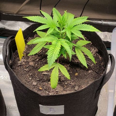 Radical Juice Buse growlog timeline photo