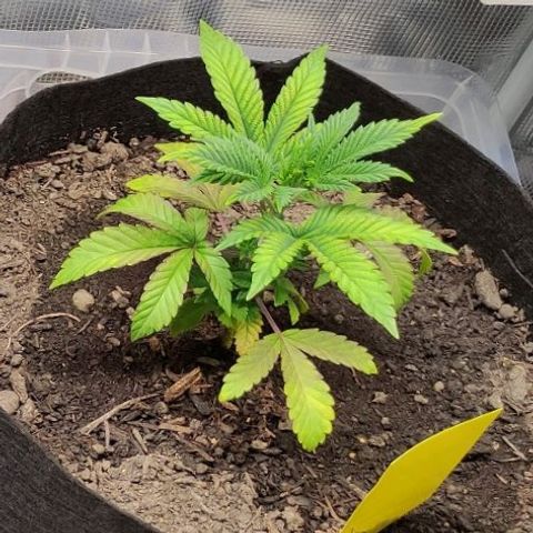 Radical Juice Adina growlog timeline photo
