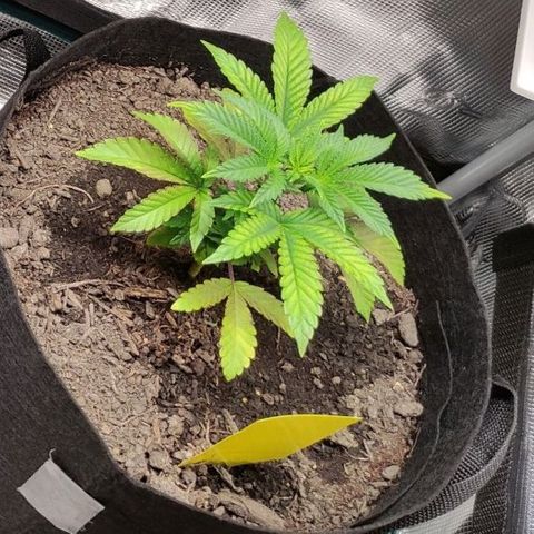 Radical Juice Adina growlog timeline photo