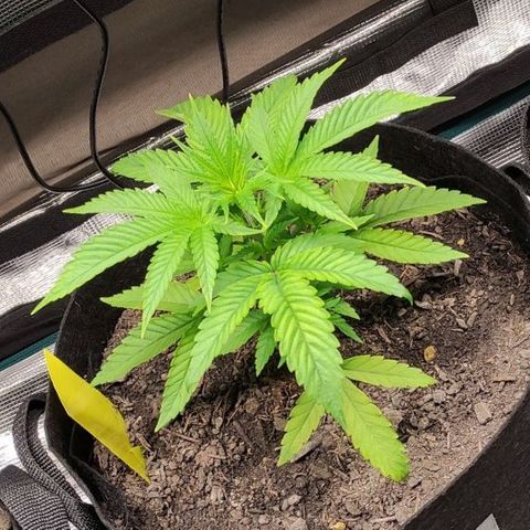 Radical Juice Buse growlog timeline photo