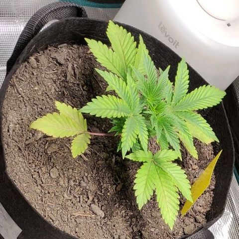 Radical Juice Cadis growlog timeline photo