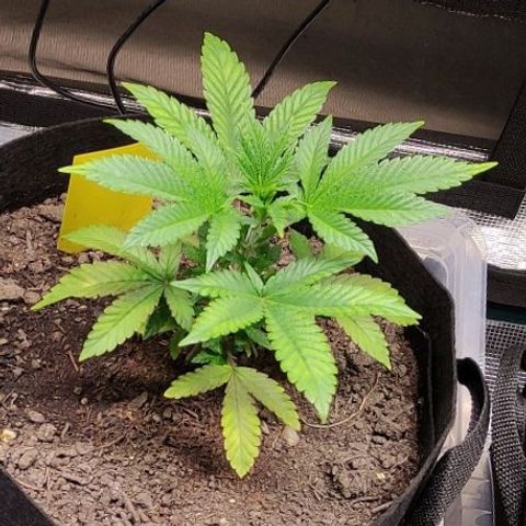 Radical Juice Adina growlog timeline photo