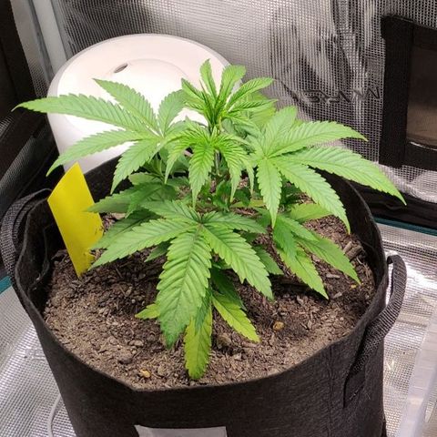 Radical Juice Buse growlog timeline photo