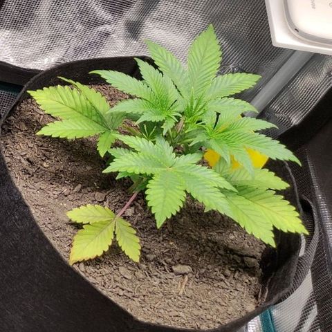 Radical Juice Cadis growlog timeline photo