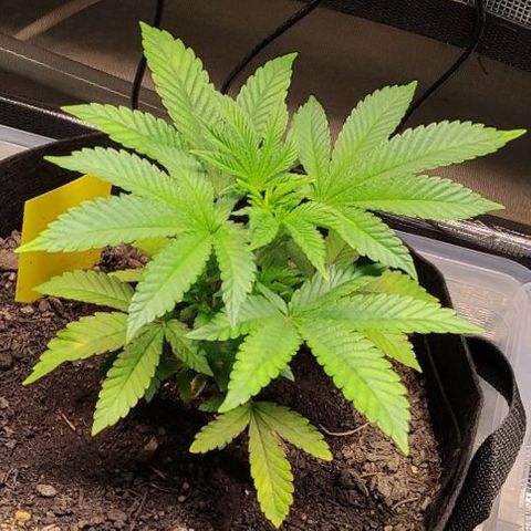 Radical Juice Adina growlog timeline photo