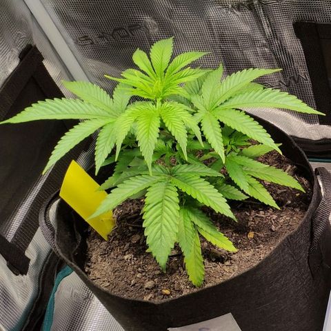 Radical Juice Buse growlog timeline photo