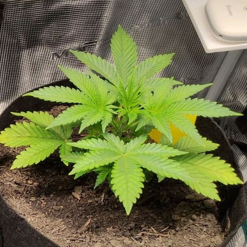 Radical Juice Cadis growlog timeline photo