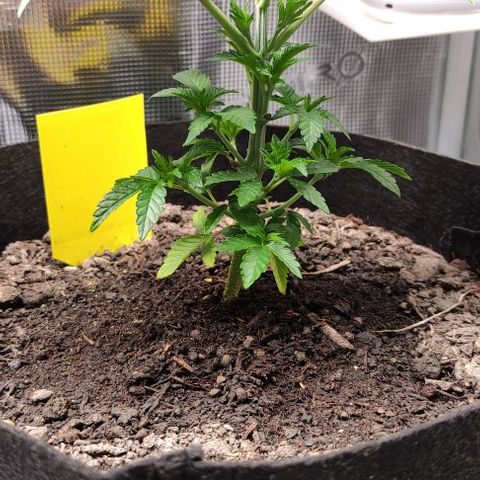Radical Juice Adina growlog timeline photo