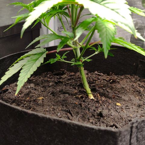 Radical Juice Buse growlog timeline photo