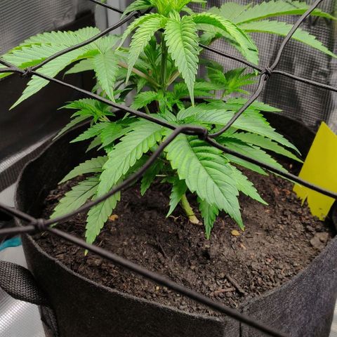 Radical Juice Buse growlog timeline photo
