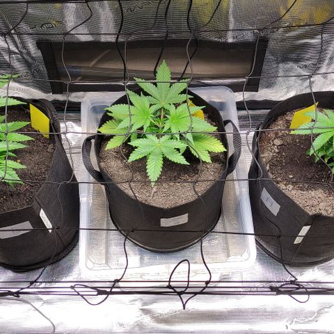 Radical Juice Cadis growlog timeline photo
