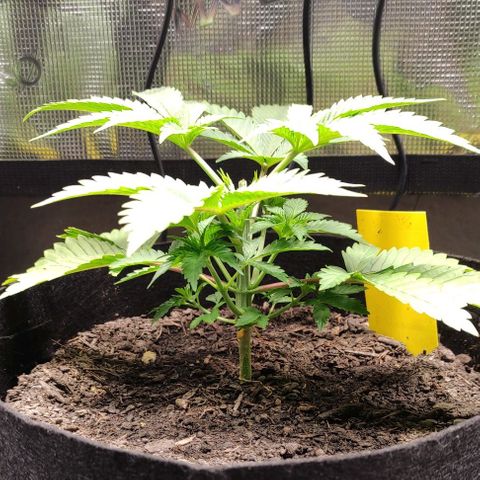 Radical Juice Cadis growlog timeline photo
