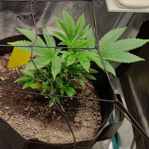 Radical Juice Adina growlog timeline photo