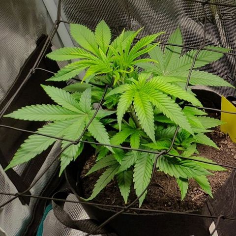 Radical Juice Buse growlog timeline photo