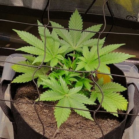 Radical Juice Cadis growlog timeline photo