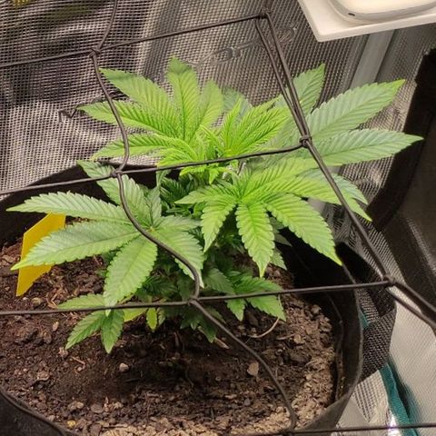 Radical Juice Adina growlog timeline photo