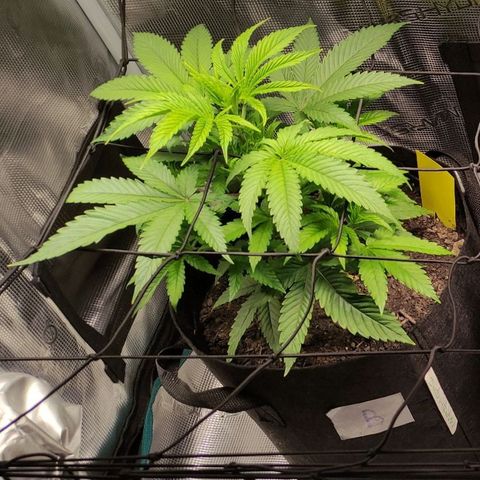 Radical Juice Buse growlog timeline photo