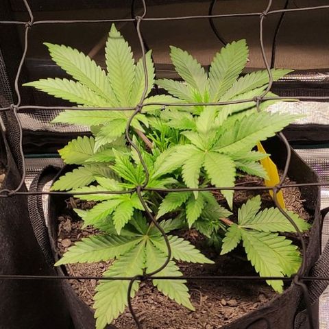 Radical Juice Cadis growlog timeline photo
