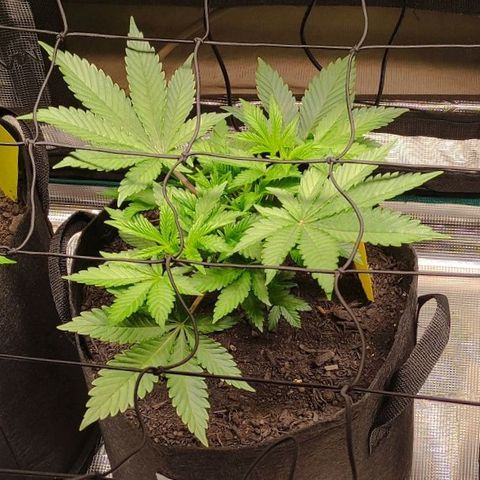 Radical Juice Cadis growlog timeline photo