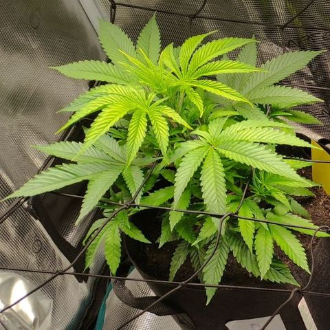 Radical Juice Buse growlog timeline photo